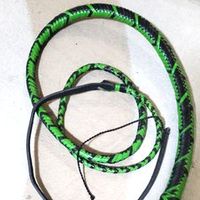 Bull whip