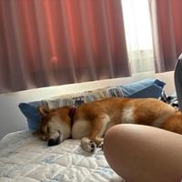 帰省中の柴犬は相変わらずマイペース