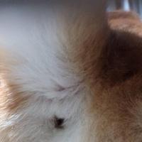 柴犬のおけつです