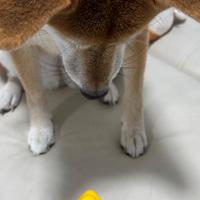 アヒルちゃんを見つめる柴犬