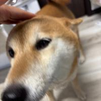 いい子はよしよししてあげないと…