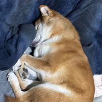 愛犬が可愛すぎる