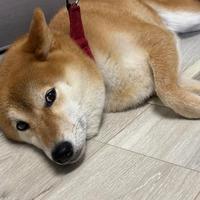 お腹が苦しい( `´  )