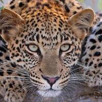 本日の変態御礼