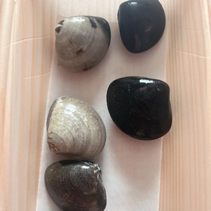 今日は蛤食べる予定〜〜〜???