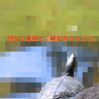 亀頭責めGメン？