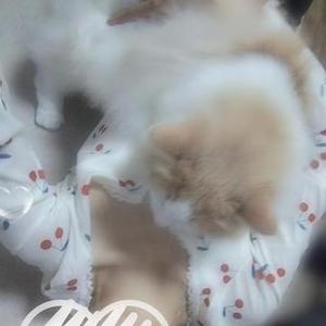 かりなです☆