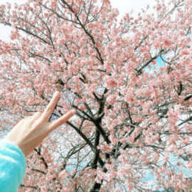 桜咲いたら変態も咲く説