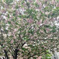 葉桜と片頭痛