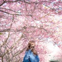 お花見