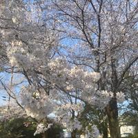 好きな桜は桜餅です