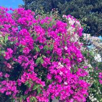 【お題】好きな香り