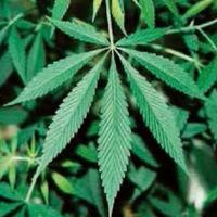 CBDの歴史が深い話