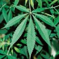 CBDの歴史〜日本編〜