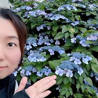 紫陽花