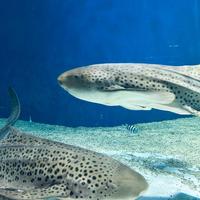 あけましておめでとうございます（ました）