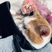 毛玉くん、、。