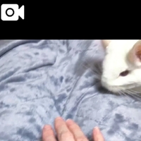 毛皮と着るコタツ