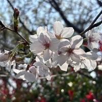 いじめられて興奮して〇〇〇〇ぬぷぬぷになって...🤭