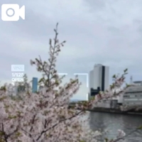 桜のピンクって優しくて癒されますよね🤭