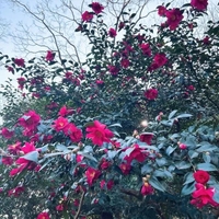 今日から12月🎄