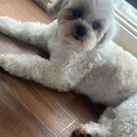 🐶