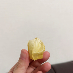 これ、なーんだ？