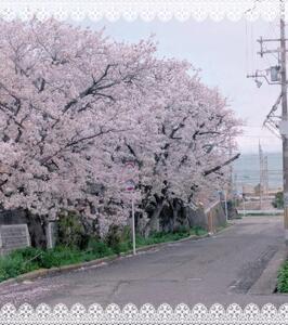 空と桜と海