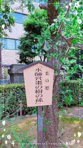 庭に一本棗の木