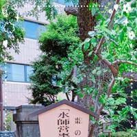 庭に一本棗の木