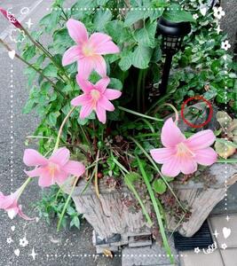 雨にも負けず