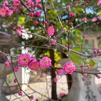 春が待ち遠しい