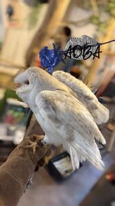 明日は15時から