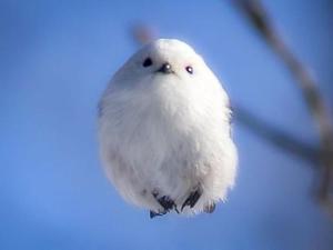 ありがとう