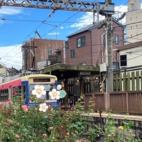 秋薔薇