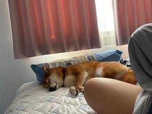 帰省中の柴犬は相変わらずマイペース