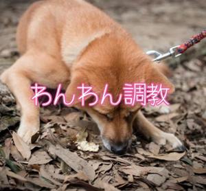 お礼日記わんわん調教!貞操帯で射精管理