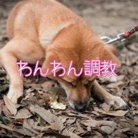 お礼日記わんわん調教！貞操帯で射精管理