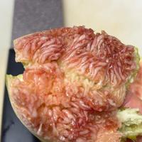 無花果の実…