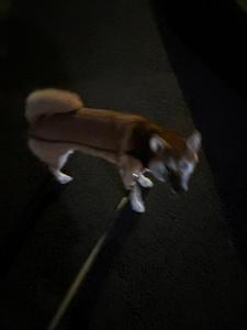 夜の徘徊…