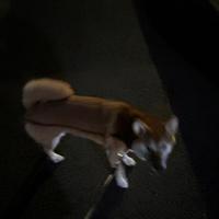夜の徘徊…