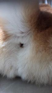 柴犬のおけつです