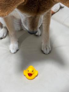 アヒルちゃんを見つめる柴犬