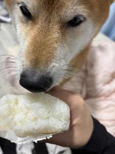 嘔吐プレイで余った食材をモグモグ( 