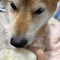 嘔吐プレイで余った食材をモグモグ( 