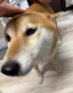 いい子はよしよししてあげないと…