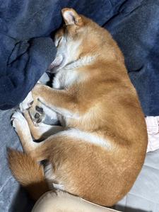 愛犬が可愛すぎる