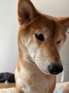 朝、顔面に迫る柴犬