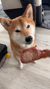雉肉ジャーキー待ちの柴犬がこちら。