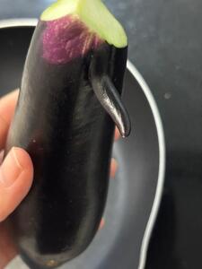家庭菜園の茄子に変な突起がついた